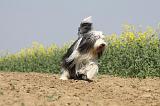 BEARDED COLLIE 168